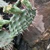 Opuntia engelmannii var. linguiformis | Cow's tongue cactus